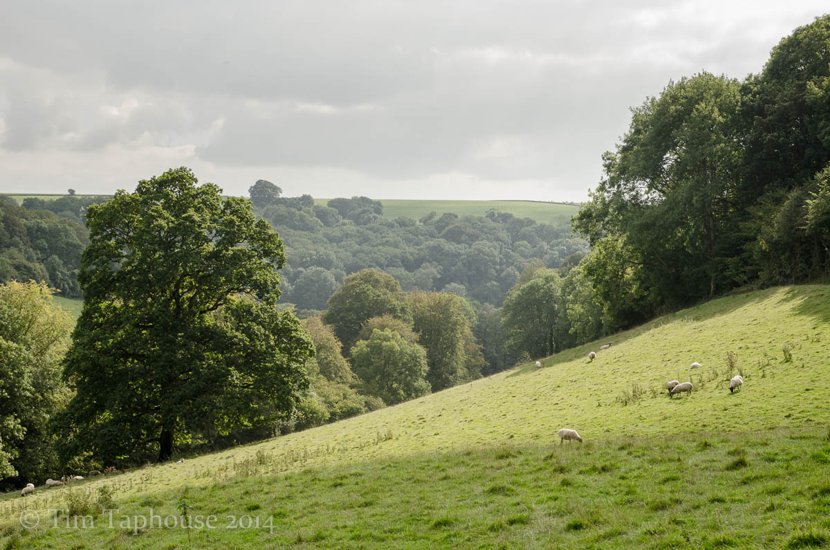 Cotswolds ~ Ozleworth Bottom and Marlees Brook