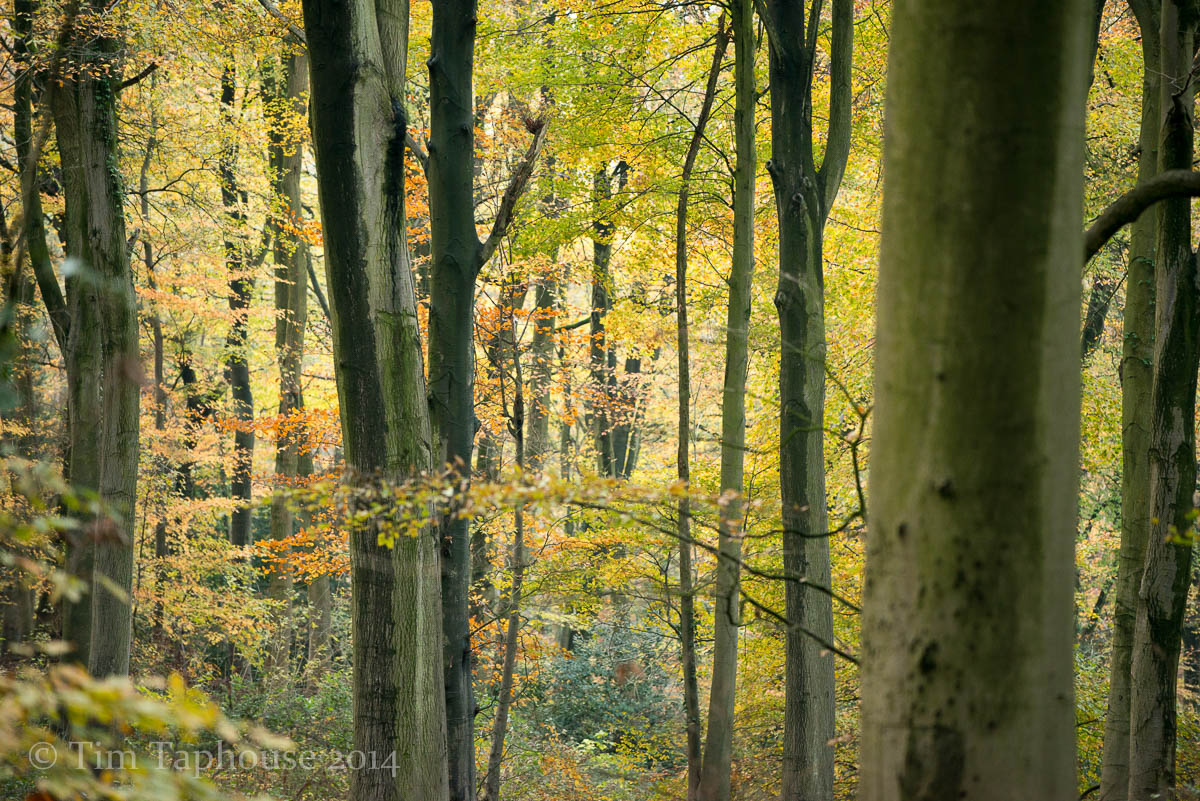 Golden Leaves in Twinberrow Woods