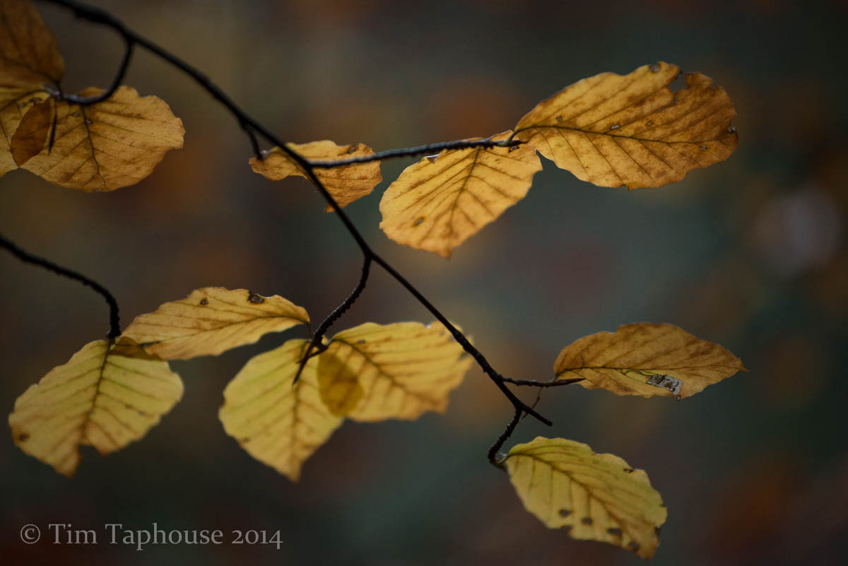 Golden Leaves in Twinberrow Woods
