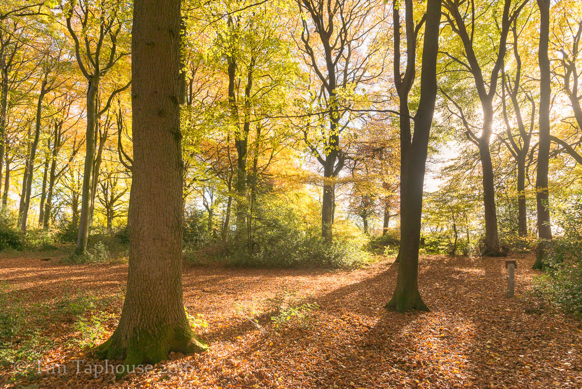 Autumn Colours in Twinberrow Woods, Dursley