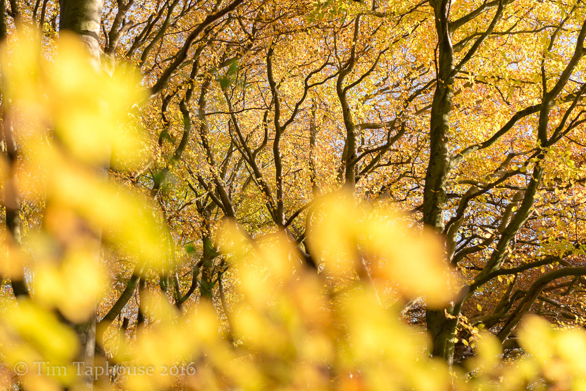 Autumn Colours in Twinberrow Woods, Dursley
