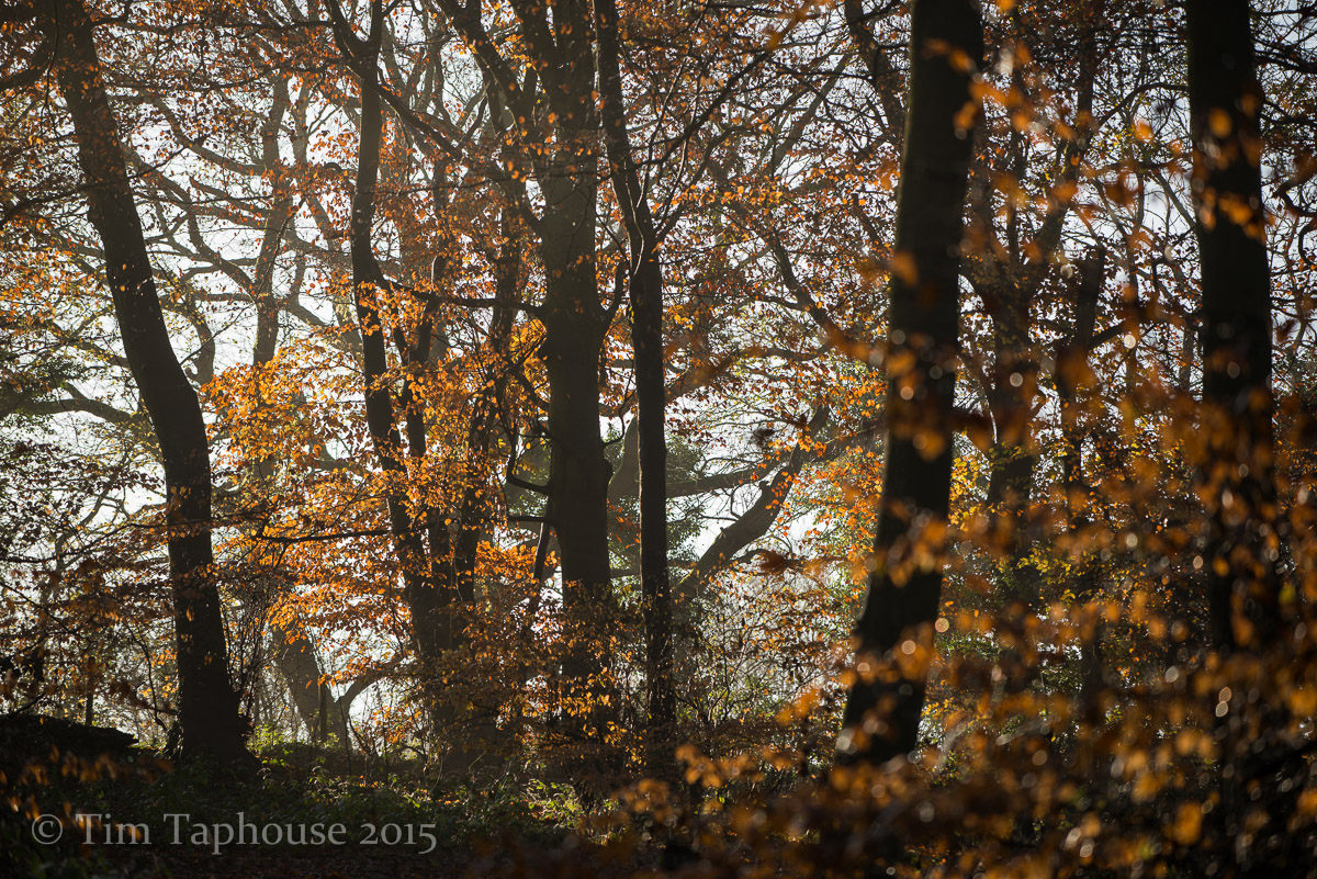 Autumn leaves, Twinberrow Woods, Dursley
