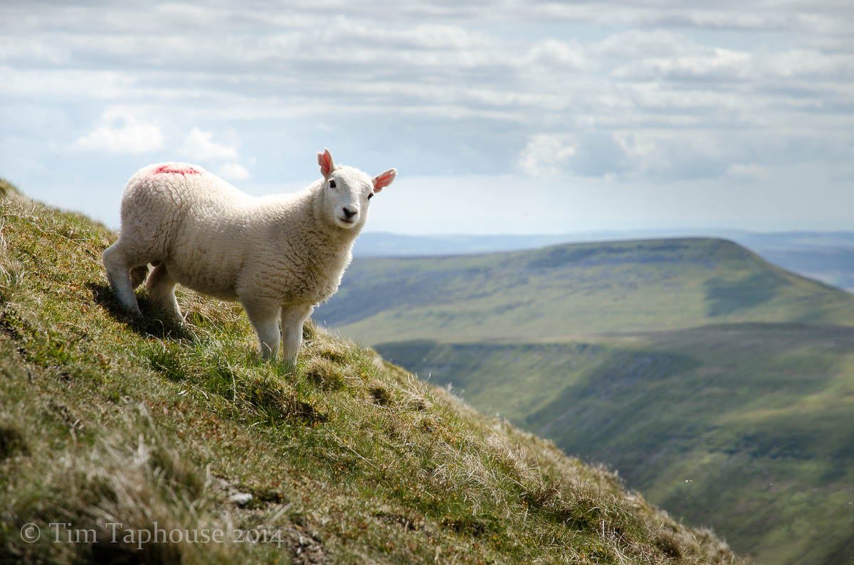 Spring lamb, Black Mountains