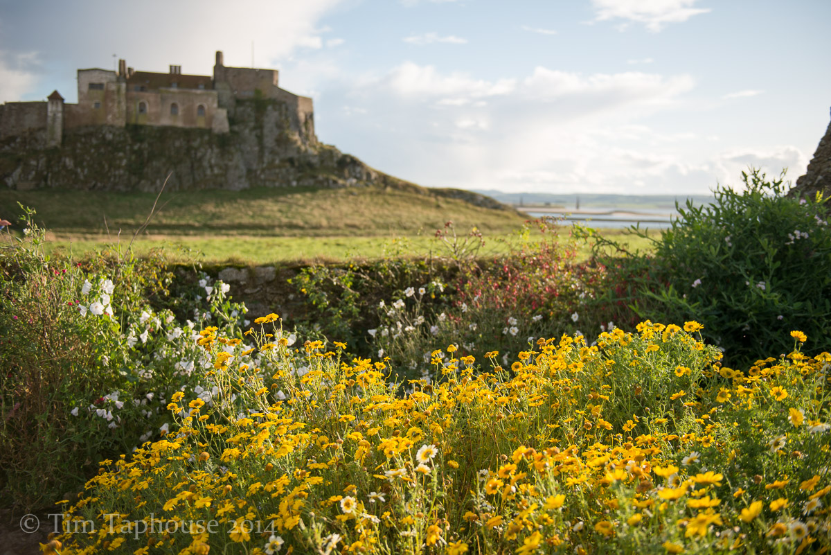 Gertrude Jekyll's Garden at Lindisfarne Castle, Holy Island, Northumbria