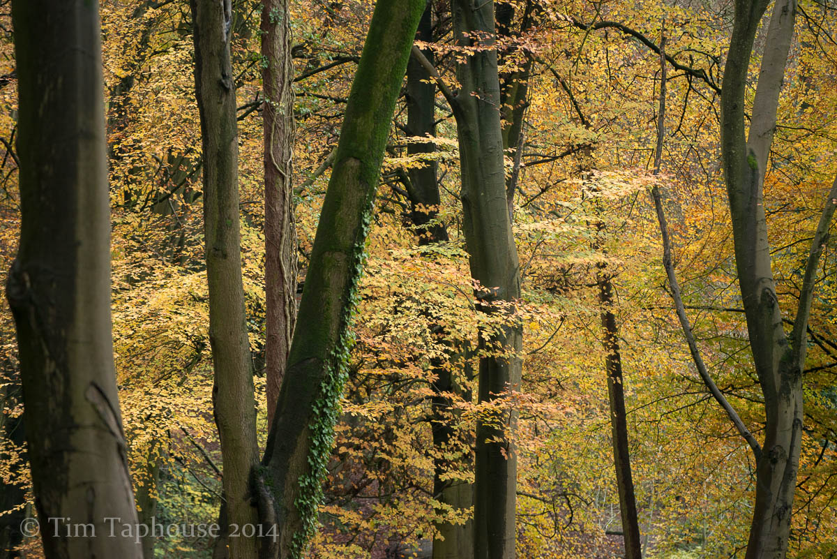 01-Twinberrow-Woods-Autumn