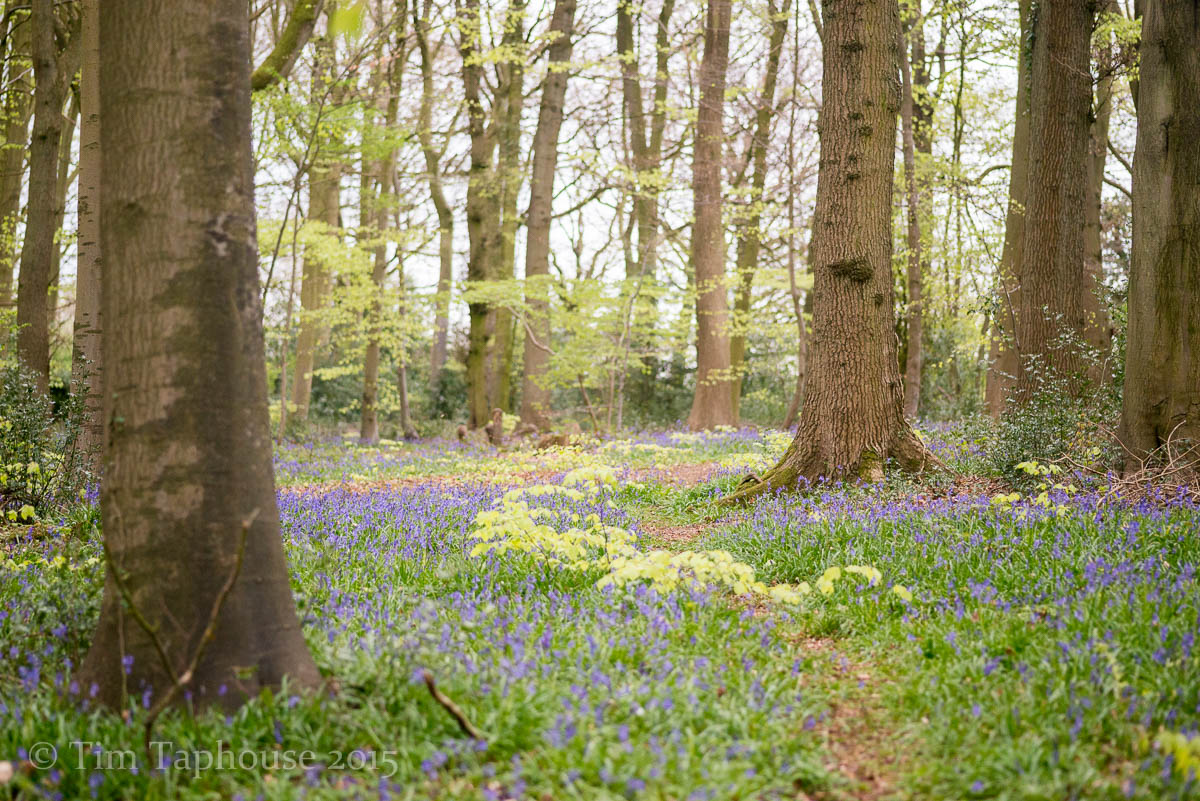 A month of Bluebells