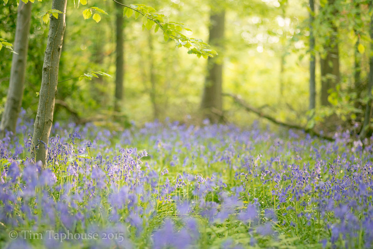 A month of Bluebells