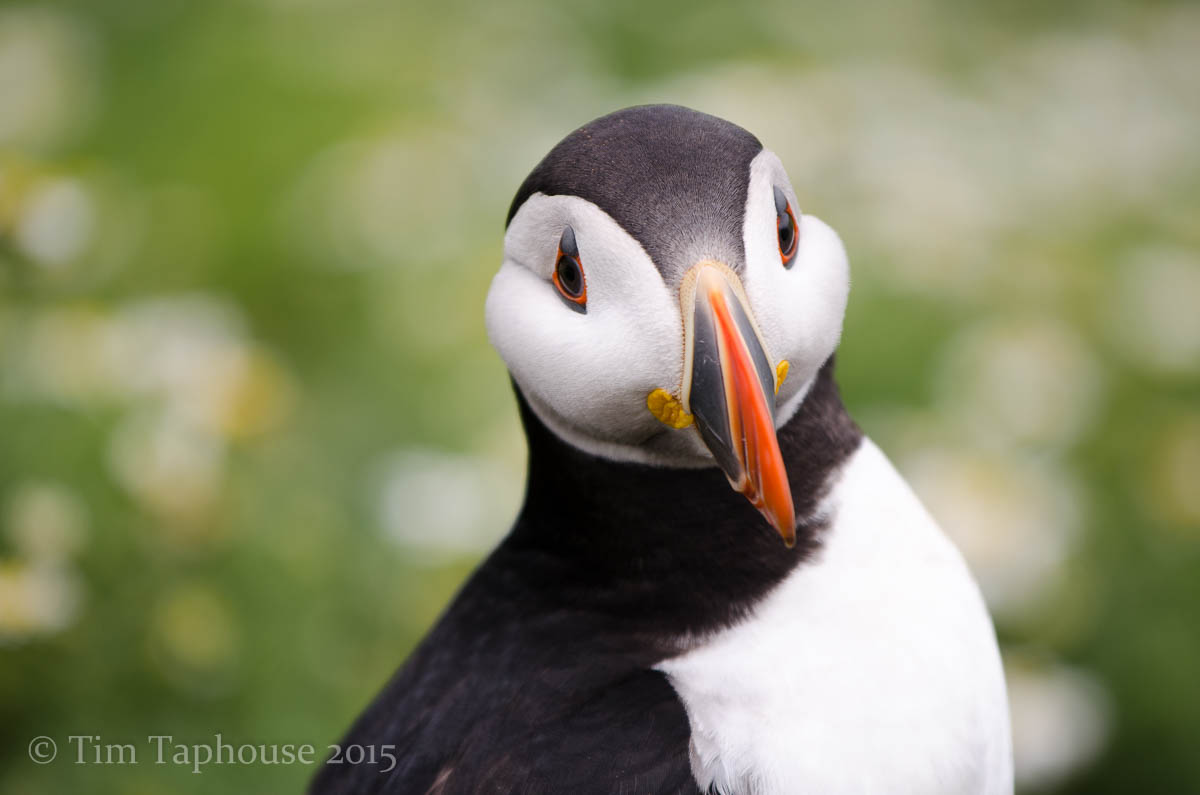 Pembrokeshire Coast and Puffins