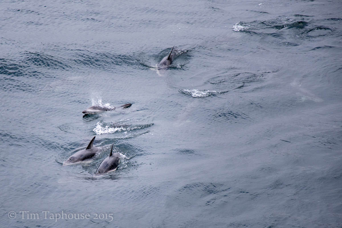 Dusky dolphins in Doubtful Sound