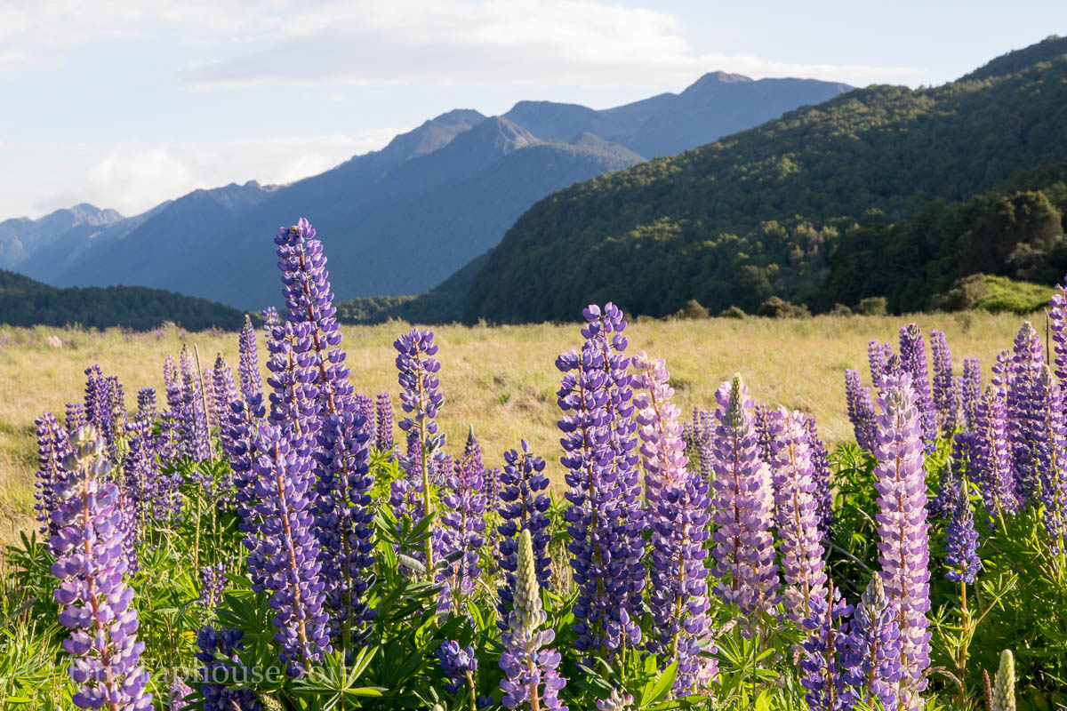Lupins near the road to Milford Sound