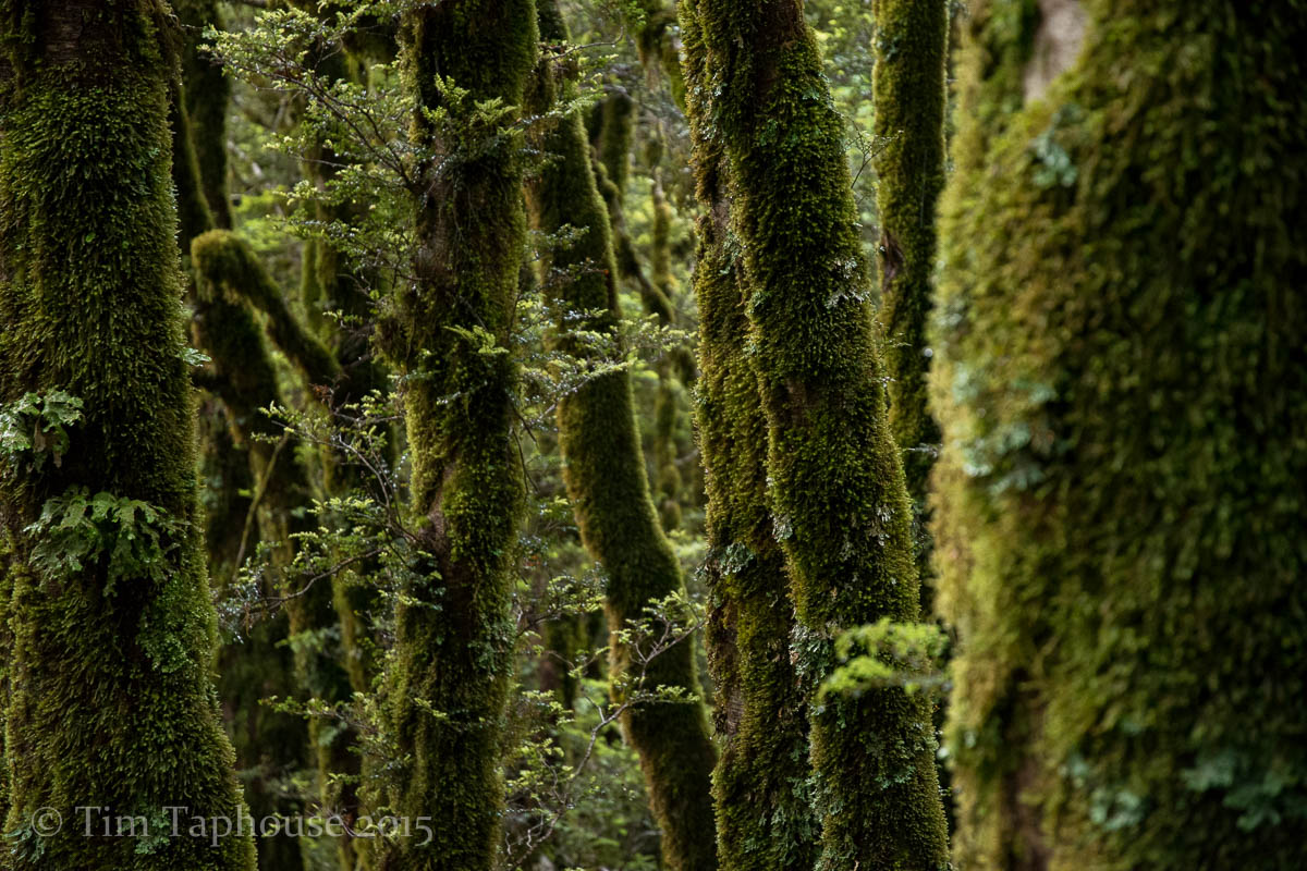 Lush rainforest near the Divide, with the trees coated in thick moss