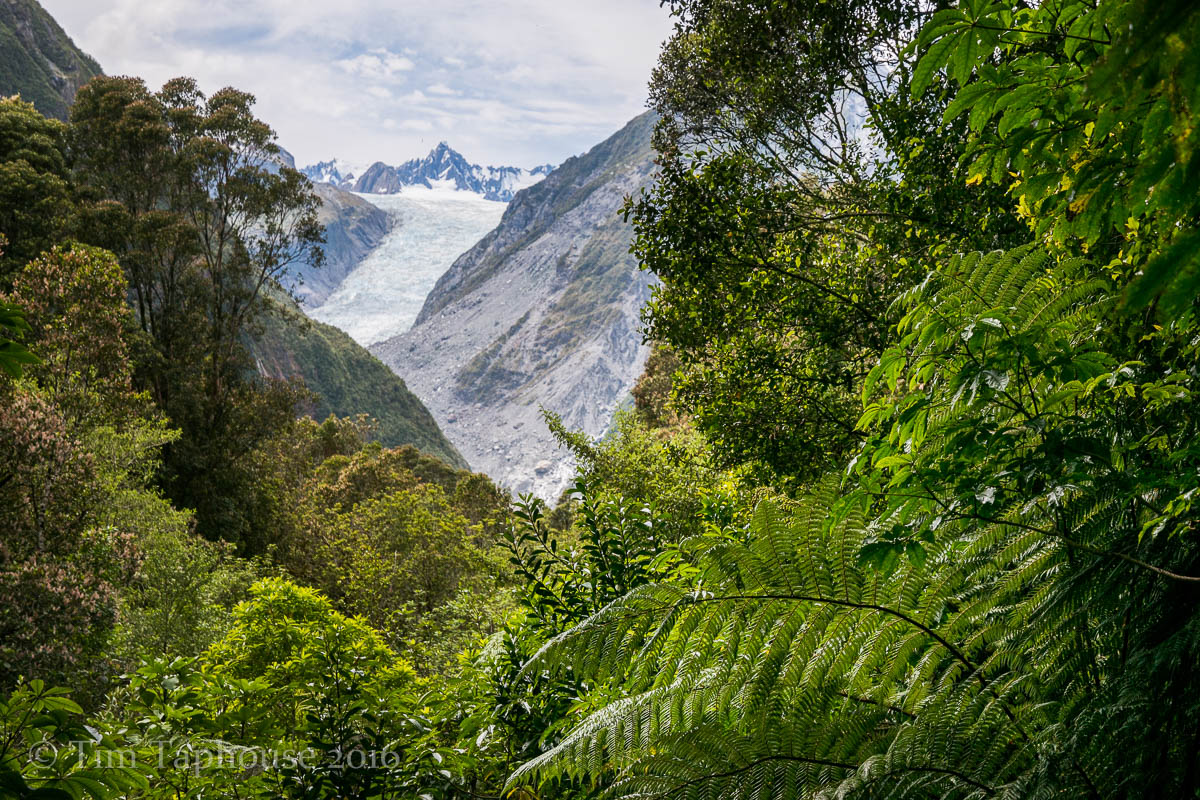 Fox Glacier, viewed through the rainforest