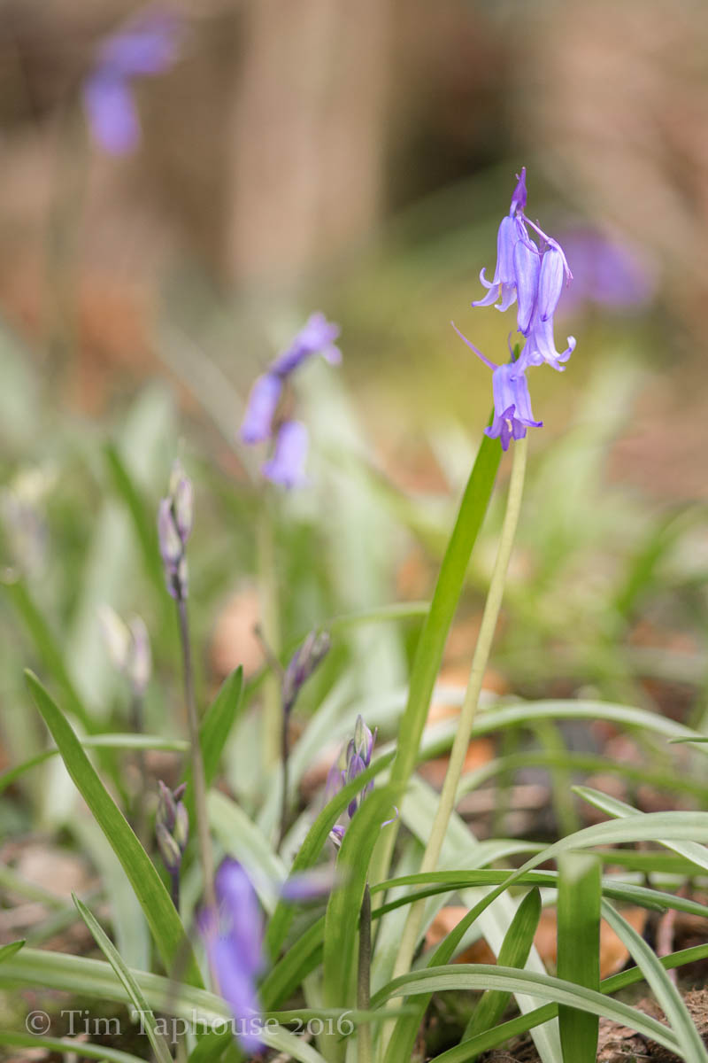 The bluebells are starting to come out properly, in the woods near Dursley