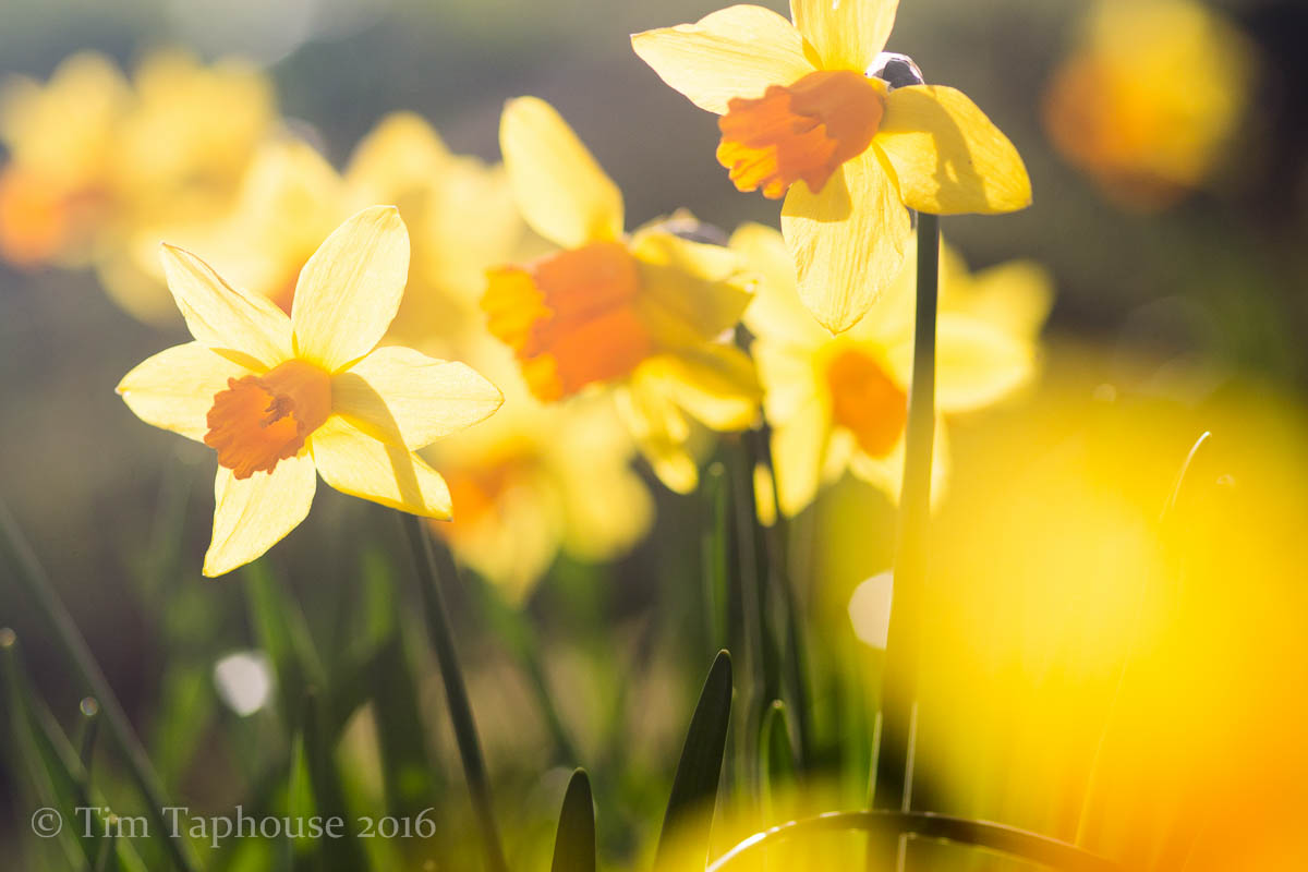 Daffodils on Uley Bury