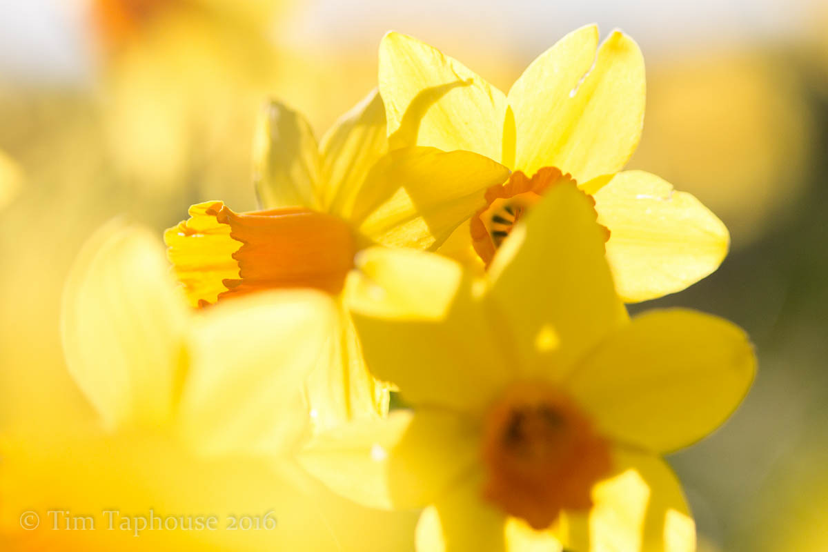 05-Daffodils-near-Uley