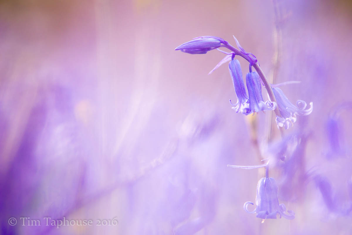 16th April - Bluebell close up