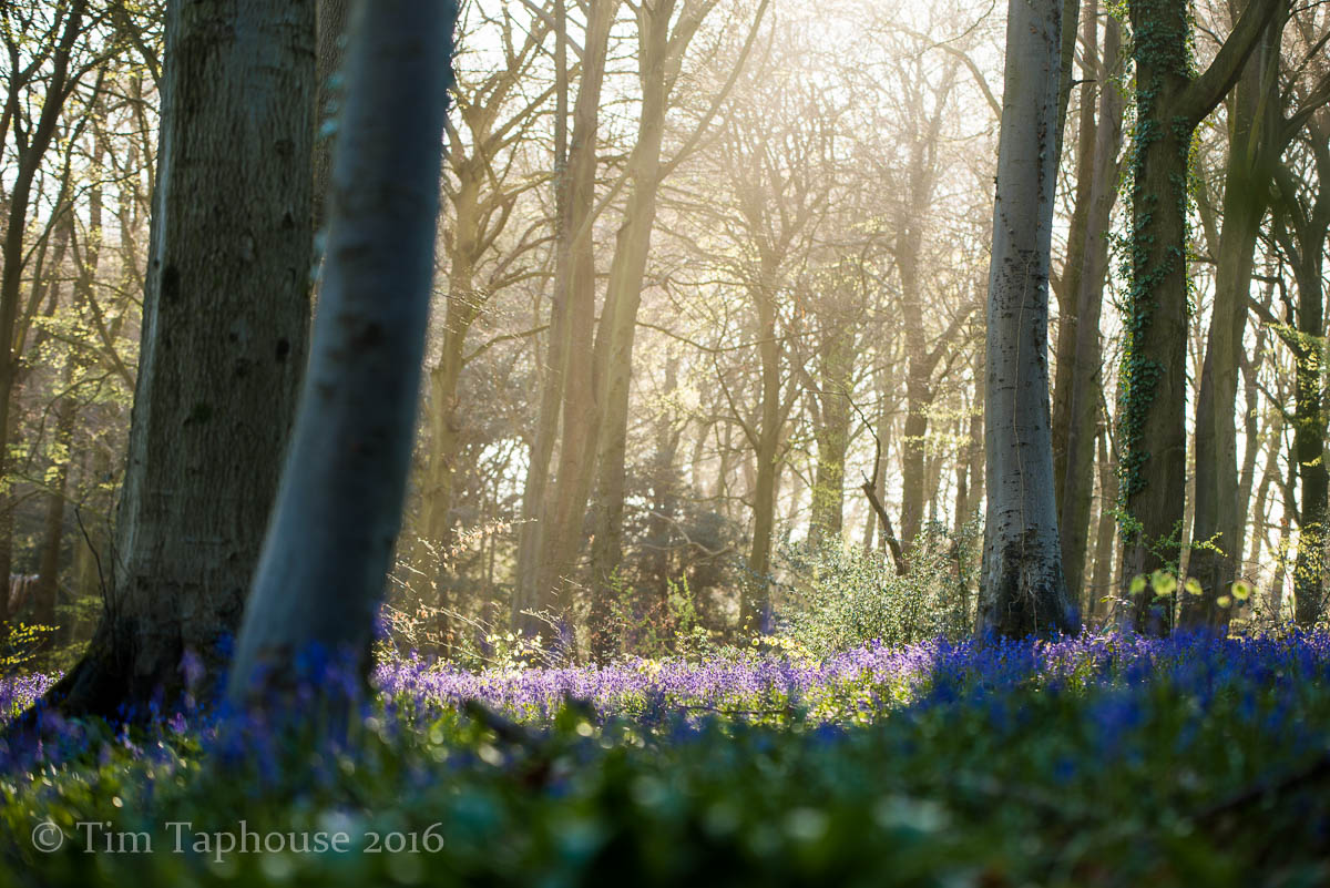 20th April - Bluebells in Twinberrow Woods