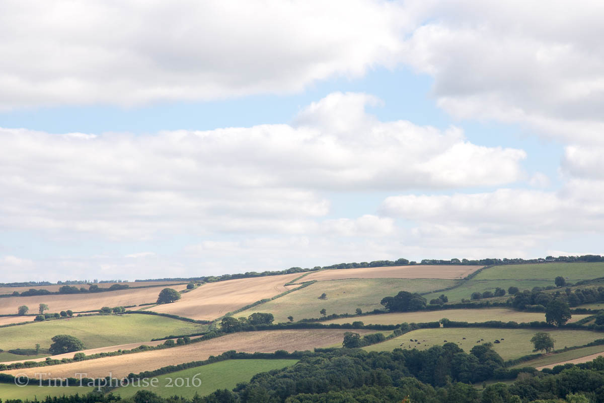 A patchwork of summer fields, climbing up to Black Hill