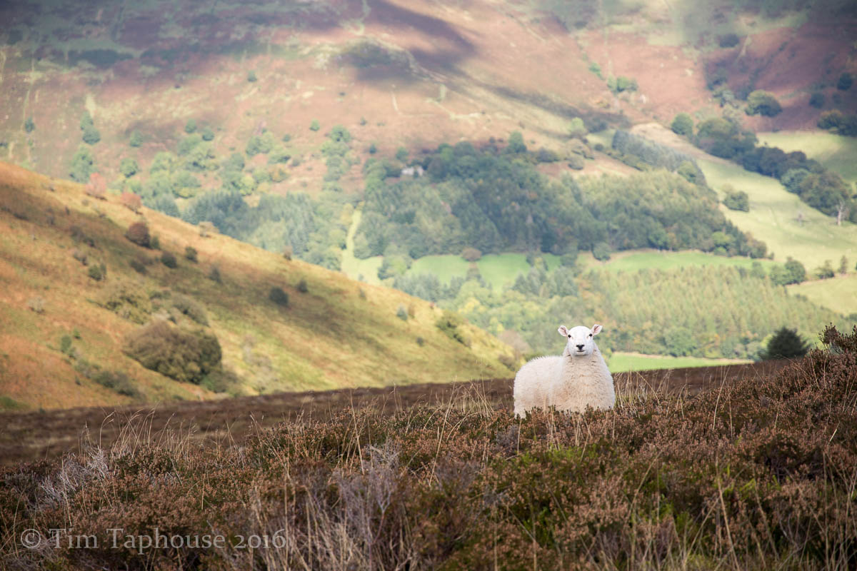 Sheep above the Vale of Ewyas