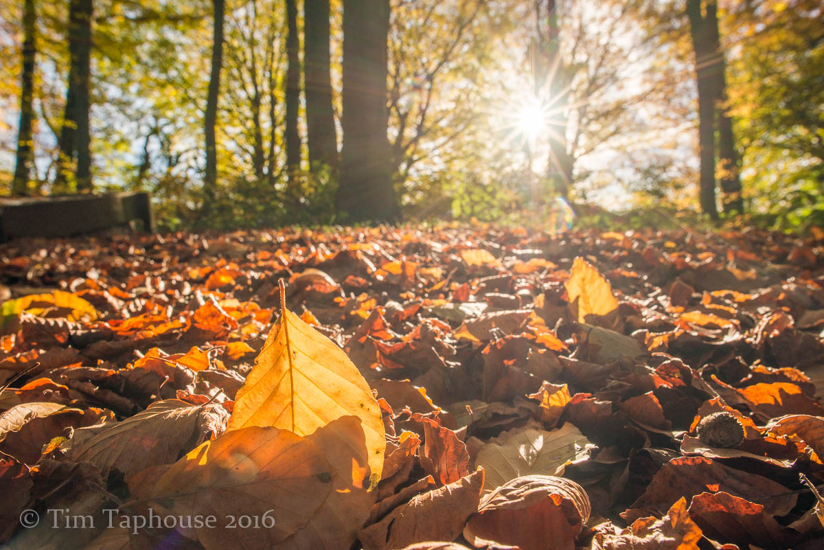 Carpet of autumn leaves