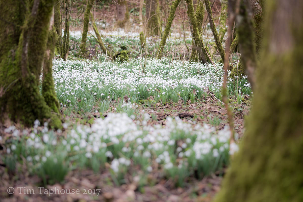 Snowdrops between the trees