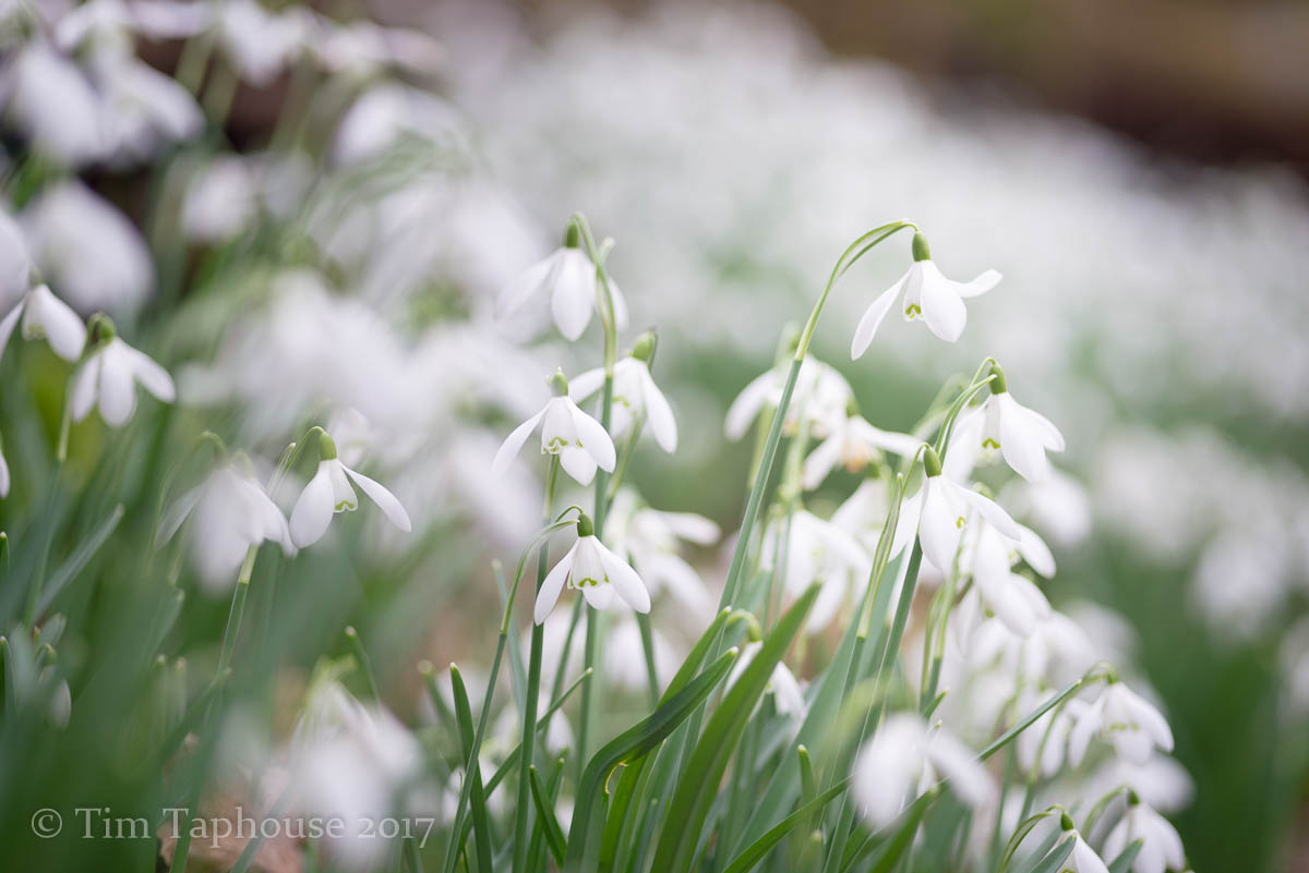 Getting up close with the snowdrops