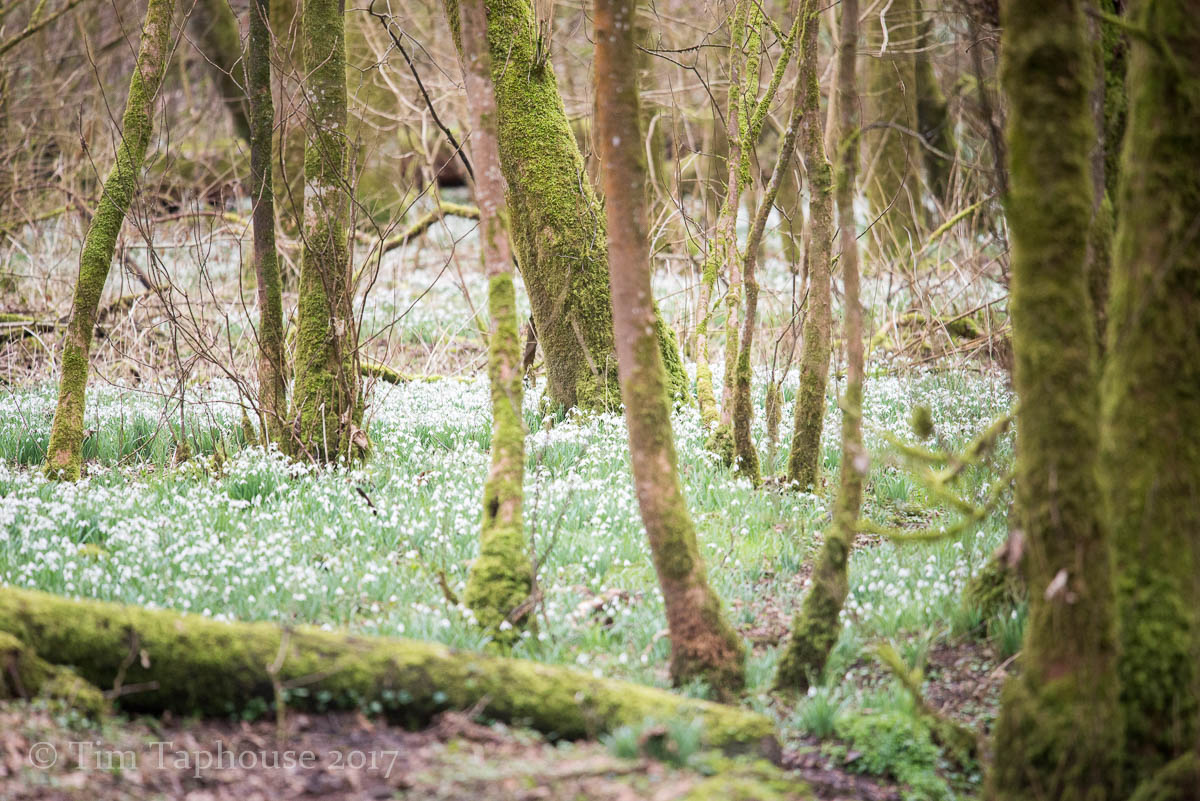 Snowdrops in the woods