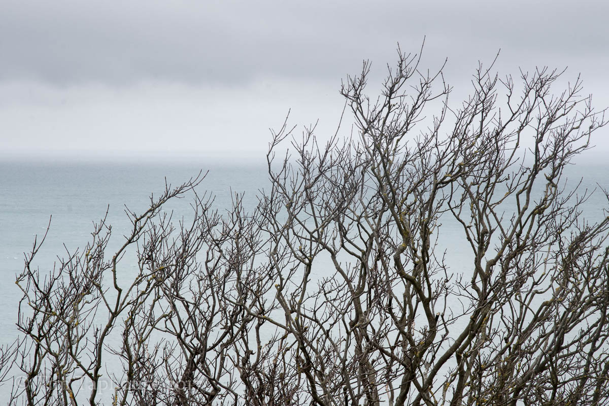 Windswept tree and sea
