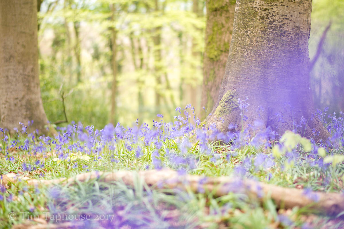 30th April - Cotswold Bluebells