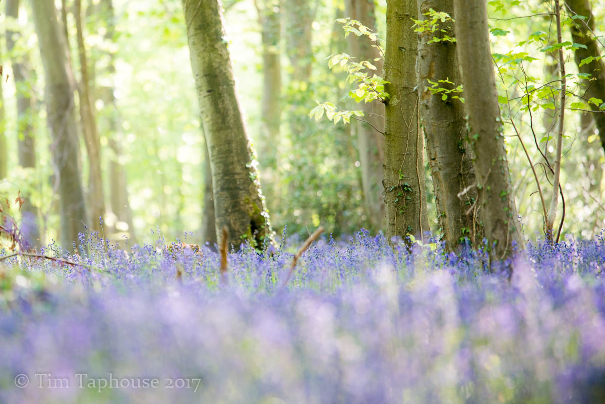 7th May - a sea of bluebells