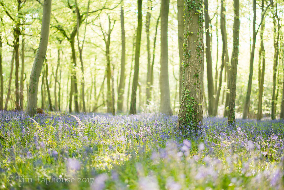 7th May - Dreamy bluebell woods