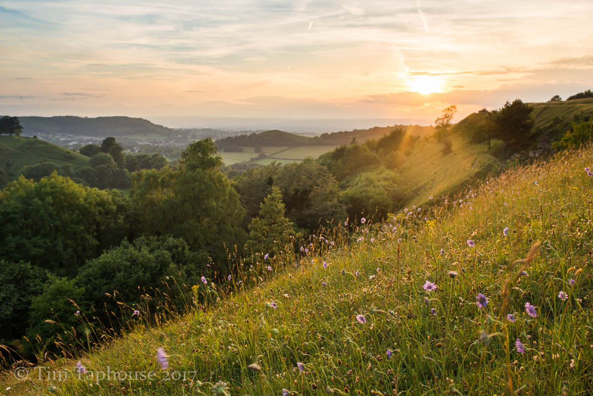 Sunset and wild flowers, from Uley Bury