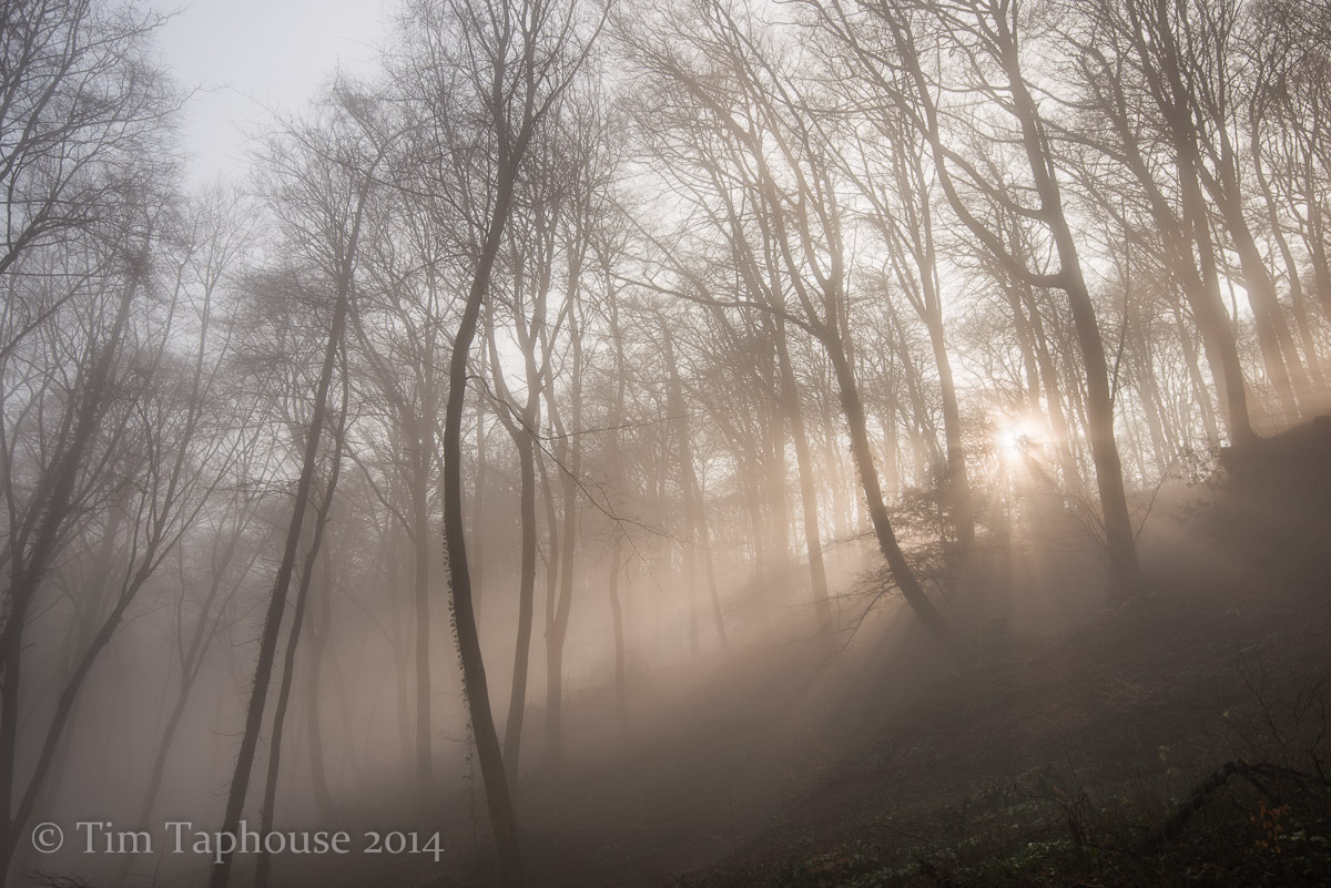 Misty Twinberrow Woods