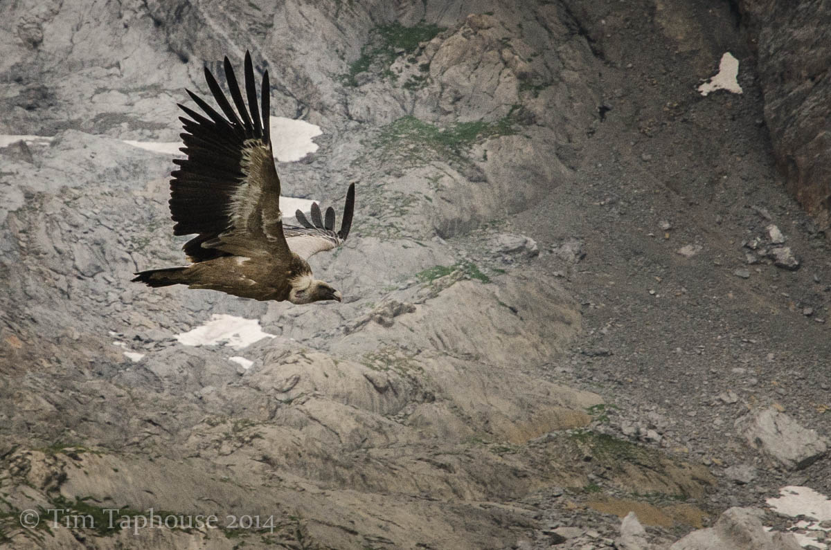 Vulture, Spanish Pyrenees