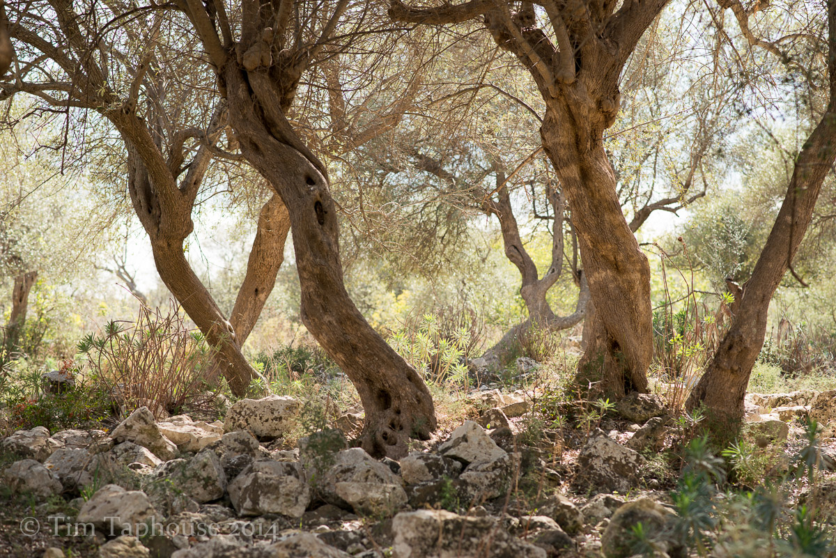 Olive trees, Noto Antica, Sicily